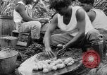 Image of taros Hawaii USA, 1916, second 52 stock footage video 65675071575