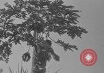 Image of papaya tree Hawaii USA, 1916, second 1 stock footage video 65675071576