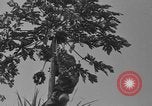 Image of papaya tree Hawaii USA, 1916, second 3 stock footage video 65675071576