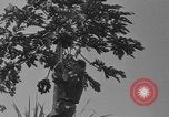 Image of papaya tree Hawaii USA, 1916, second 4 stock footage video 65675071576