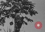 Image of papaya tree Hawaii USA, 1916, second 5 stock footage video 65675071576