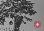 Image of papaya tree Hawaii USA, 1916, second 6 stock footage video 65675071576