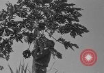 Image of papaya tree Hawaii USA, 1916, second 8 stock footage video 65675071576
