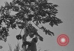 Image of papaya tree Hawaii USA, 1916, second 9 stock footage video 65675071576