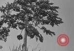 Image of papaya tree Hawaii USA, 1916, second 10 stock footage video 65675071576