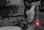 Image of papaya tree Hawaii USA, 1916, second 11 stock footage video 65675071576