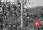 Image of papaya tree Hawaii USA, 1916, second 20 stock footage video 65675071576