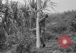 Image of papaya tree Hawaii USA, 1916, second 21 stock footage video 65675071576