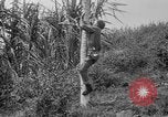 Image of papaya tree Hawaii USA, 1916, second 22 stock footage video 65675071576