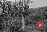 Image of papaya tree Hawaii USA, 1916, second 23 stock footage video 65675071576
