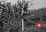 Image of papaya tree Hawaii USA, 1916, second 24 stock footage video 65675071576