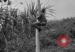 Image of papaya tree Hawaii USA, 1916, second 25 stock footage video 65675071576