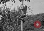 Image of papaya tree Hawaii USA, 1916, second 26 stock footage video 65675071576