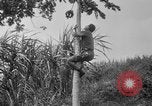 Image of papaya tree Hawaii USA, 1916, second 27 stock footage video 65675071576