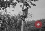 Image of papaya tree Hawaii USA, 1916, second 28 stock footage video 65675071576