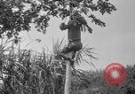 Image of papaya tree Hawaii USA, 1916, second 29 stock footage video 65675071576