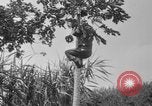 Image of papaya tree Hawaii USA, 1916, second 30 stock footage video 65675071576