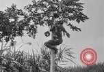 Image of papaya tree Hawaii USA, 1916, second 31 stock footage video 65675071576