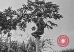 Image of papaya tree Hawaii USA, 1916, second 32 stock footage video 65675071576