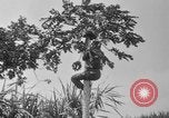 Image of papaya tree Hawaii USA, 1916, second 33 stock footage video 65675071576