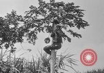 Image of papaya tree Hawaii USA, 1916, second 34 stock footage video 65675071576