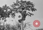 Image of papaya tree Hawaii USA, 1916, second 35 stock footage video 65675071576