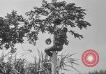 Image of papaya tree Hawaii USA, 1916, second 36 stock footage video 65675071576