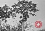 Image of papaya tree Hawaii USA, 1916, second 37 stock footage video 65675071576