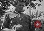 Image of papaya tree Hawaii USA, 1916, second 38 stock footage video 65675071576