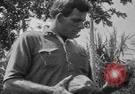 Image of papaya tree Hawaii USA, 1916, second 39 stock footage video 65675071576