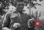 Image of papaya tree Hawaii USA, 1916, second 42 stock footage video 65675071576