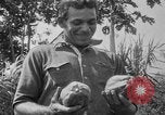 Image of papaya tree Hawaii USA, 1916, second 44 stock footage video 65675071576