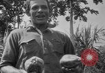 Image of papaya tree Hawaii USA, 1916, second 46 stock footage video 65675071576