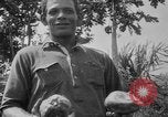 Image of papaya tree Hawaii USA, 1916, second 47 stock footage video 65675071576
