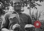 Image of papaya tree Hawaii USA, 1916, second 48 stock footage video 65675071576