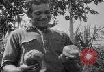 Image of papaya tree Hawaii USA, 1916, second 49 stock footage video 65675071576