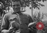 Image of papaya tree Hawaii USA, 1916, second 50 stock footage video 65675071576