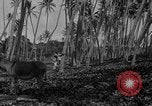 Image of papaya tree Hawaii USA, 1916, second 52 stock footage video 65675071576