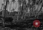 Image of papaya tree Hawaii USA, 1916, second 53 stock footage video 65675071576