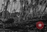 Image of papaya tree Hawaii USA, 1916, second 54 stock footage video 65675071576