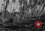 Image of papaya tree Hawaii USA, 1916, second 55 stock footage video 65675071576
