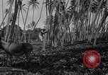 Image of papaya tree Hawaii USA, 1916, second 56 stock footage video 65675071576