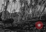 Image of papaya tree Hawaii USA, 1916, second 57 stock footage video 65675071576