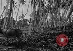 Image of papaya tree Hawaii USA, 1916, second 58 stock footage video 65675071576