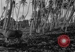 Image of papaya tree Hawaii USA, 1916, second 60 stock footage video 65675071576