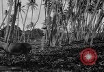 Image of papaya tree Hawaii USA, 1916, second 61 stock footage video 65675071576