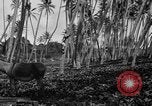 Image of papaya tree Hawaii USA, 1916, second 62 stock footage video 65675071576