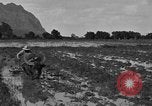 Image of water buffalo Hawaii USA, 1916, second 25 stock footage video 65675071577