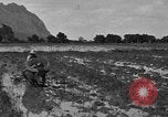 Image of water buffalo Hawaii USA, 1916, second 26 stock footage video 65675071577