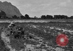 Image of water buffalo Hawaii USA, 1916, second 27 stock footage video 65675071577